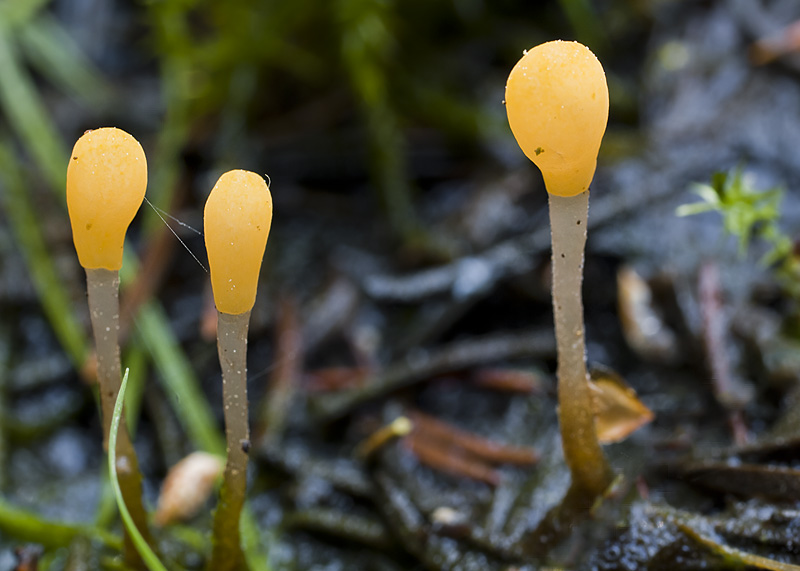 Mitrula paludosa